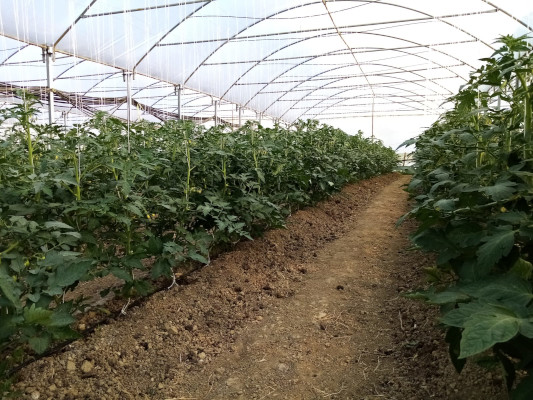 Immagine Prodotti Azienda Agricolo De Nardi